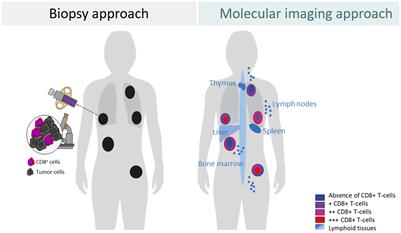The development process of ‘fit-for-purpose’ imaging biomarkers to characterize the tumor microenvironment